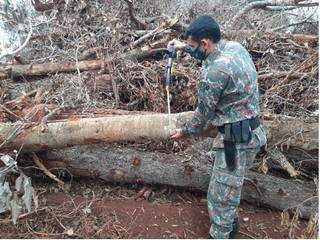 Policial militar ambiental faz medição de árvore derrubada por empresário (Foto: Divulgação/PMA)