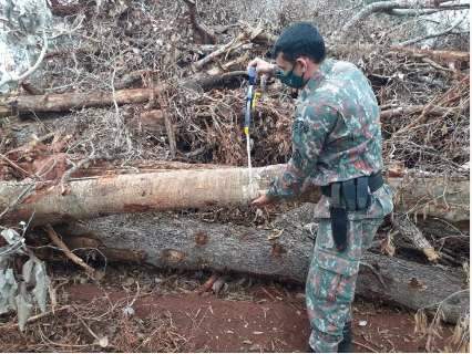 Pol&iacute;cia multa em R$ 86 mil homem que derrubou 244 &aacute;rvores para plantar soja 