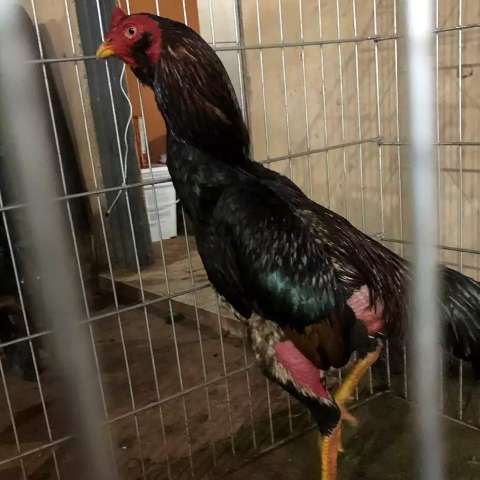 Pol&iacute;cia fecha rinha e apreende 90 galos de briga em casa no Nova Lima