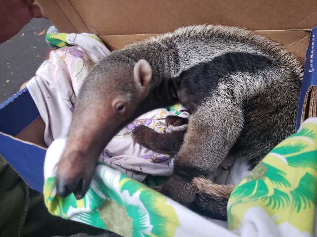 Beb&ecirc; tamandu&aacute;-bandeira &eacute; resgatados por morador abandonado em rodovia