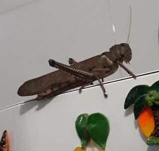 Moradora encontrou o inseto pousado na geladeira e levou um susto (Foto: Divulgação/Edição MS)