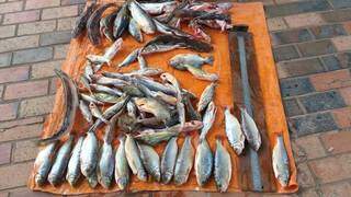 Pescado apreendido em Coxim, nesta segunda-feira (Foto: Divulgação)