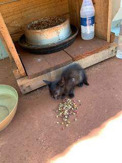 Gatinho comendo a ração que foi colocada por um dos voluntários do &#34;Grupo Proteção Felina UFMS&#34;. (Foto: Arquivo pessoal)