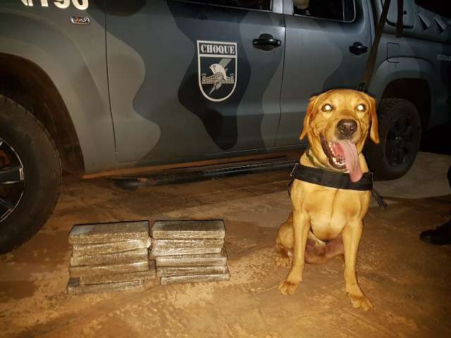 &quot;C&atilde;o-policial&quot; flagra adolescente com mala recheada de maconha em &ocirc;nibus