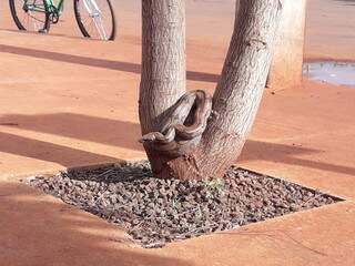 Pronta para descer de árvore, cobra foi solta &#34;na natureza&#34; por policiais militares (Foto: Olimar Gamarra/Rio Brilhante em Tempo Real)