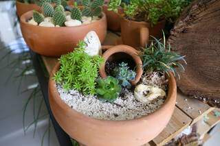 Mini-jardim é opção de decoração para casa. (Foto: Paulo Francis)