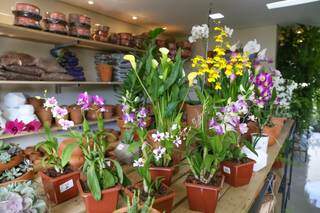 Entre plantas e flores, as orquídeas fazem o maior sucesso. (Foto: Paulo Francis)