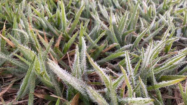 Madrugada tem geada na fronteira e m&iacute;nima de 3 graus na regi&atilde;o de Dourados