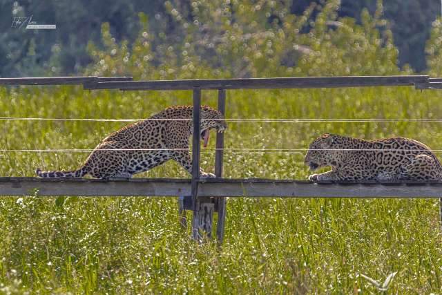 Trilha volta a ser palco para &quot;desfile&quot; de on&ccedil;as no Pantanal