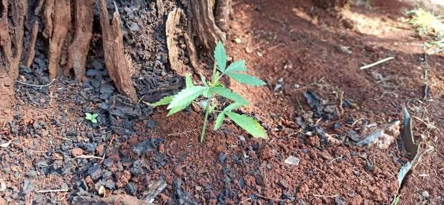 Guardas encontram p&eacute; de maconha plantado em pra&ccedil;a p&uacute;blica