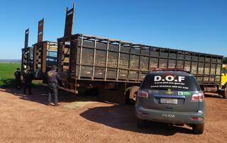 DOF apreendeu três caminhões boiadeiros na tarde desta sexta-feira (4). (Foto: Divulgação/DOF)