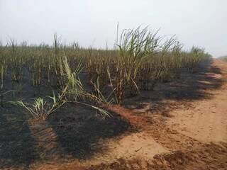Plantação de cana-de-açúcar queimada depois de incêndio (Foto: Divulgação/PMA)