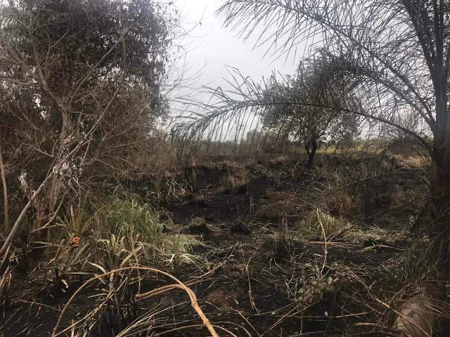 Defeito em trator de usina incendeia 102 hectares de lavoura de cana