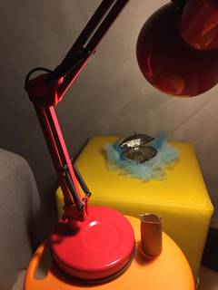 O rolinho de papel higiênico usado como tripé e a luminária iluminando o puff amarelo, que virou um cenário improvisado para gravação. (Foto: Arquivo pessoal)