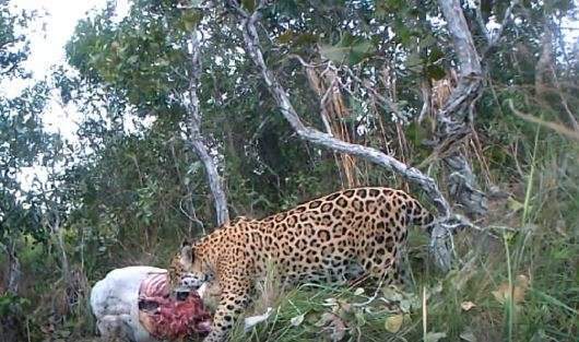 On&ccedil;a-pintada &eacute; flagrada comendo bezerro em fazenda no Pantanal