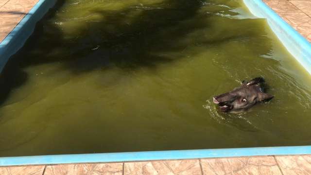 Militares retiram anta de piscina em ch&aacute;cara da Capital pela 3&ordf; vez