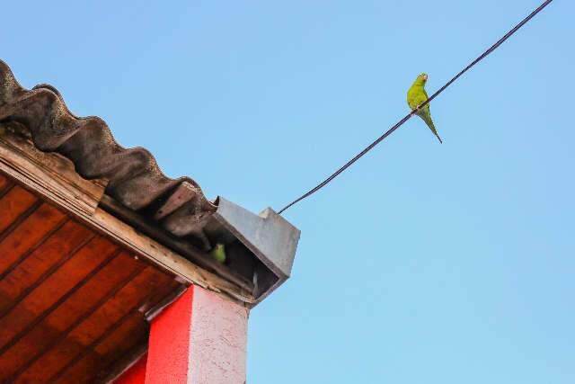 Bombeiro resgata maritaca enroscada em linha de pipa na Costa e Silva