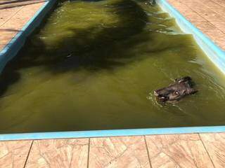 Anta caiu em piscina de chácara na manhã desta terça-feira (Foto: Divulgação)