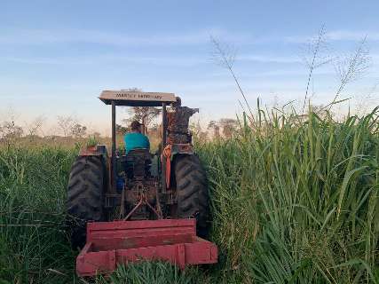 Empresa faz desmatamento ilegal durante 2 anos em vegeta&ccedil;&atilde;o nativa do Pantanal