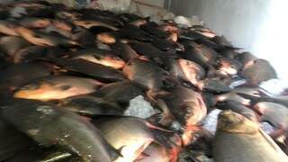 Peixes da espécie pacu que foram fiscalizados durante a ação. (Foto: PMA)