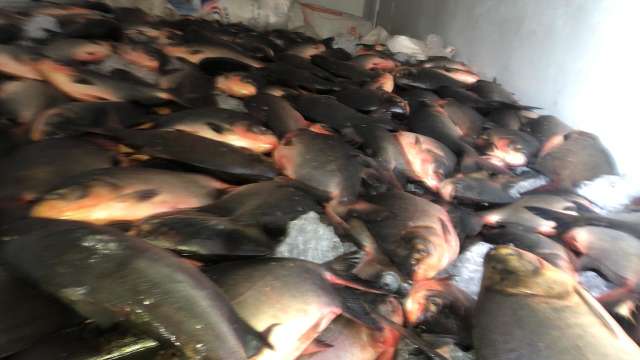 PMA fiscaliza 12 toneladas de pescado em quatro peixarias da Capital 
