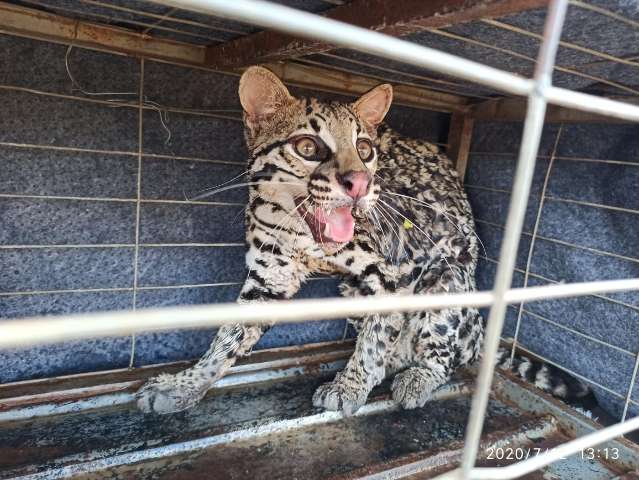 Jaguatirica &eacute; capturada em Costa Rica ap&oacute;s subir em &aacute;rvore de resid&ecirc;ncia