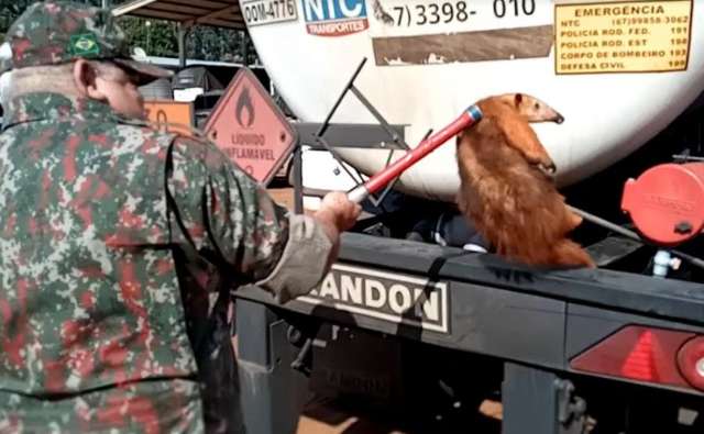 Tamandu&aacute;-mirim &eacute; flagrado em chassi de carreta em Campo Grande
