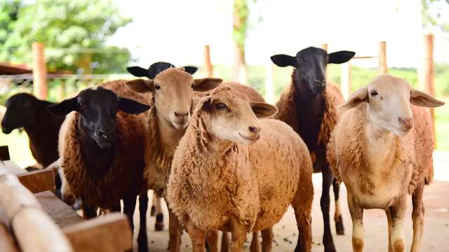 Pre&ccedil;o da carne de ovinos cresce 6,6% em MS, segundo maior &iacute;ndice do pa&iacute;s