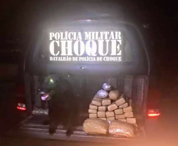 Piet&aacute;, cachorra-policial do Choque, acha maconha em mala de jovem que ia para SP