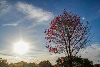 Sol no fim de tarde em Campo Grande ilumina o ypê, árvore símbolo da cidade. (Foto: Silas Lima) 