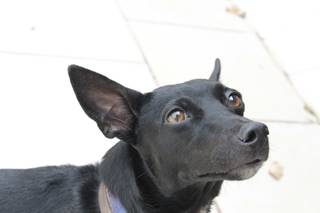 As orelhas e o olhar são sinais que o cachorro apresenta e podem indiciar se o animal está bem ou não. (Foto: Sigo Homeopatia Veterinária)