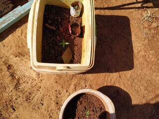 Flagrado com droga no cal&ccedil;ado, traficante cultivava &quot;mudinhas&quot; de maconha