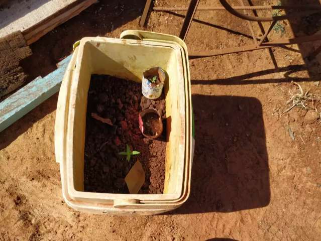 Flagrado com droga no cal&ccedil;ado, traficante cultivava &quot;mudinhas&quot; de maconha