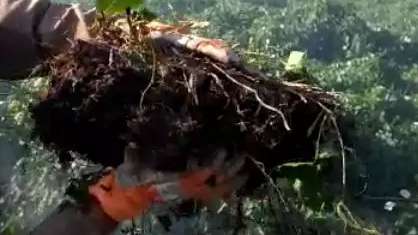 Bombeiros combatem focos de calor por baixo de horta no Pantanal