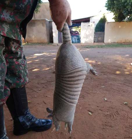  Tatu-galinha &eacute; resgatado ap&oacute;s invadir resid&ecirc;ncia e se esconder em entulhos