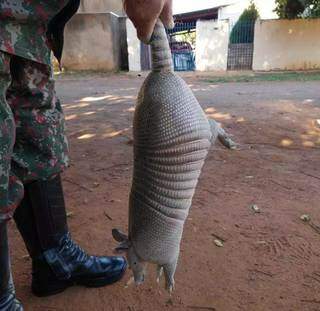 Tatu-galinha após resgate feito por militares da PMA. (Foto: Divulgação)