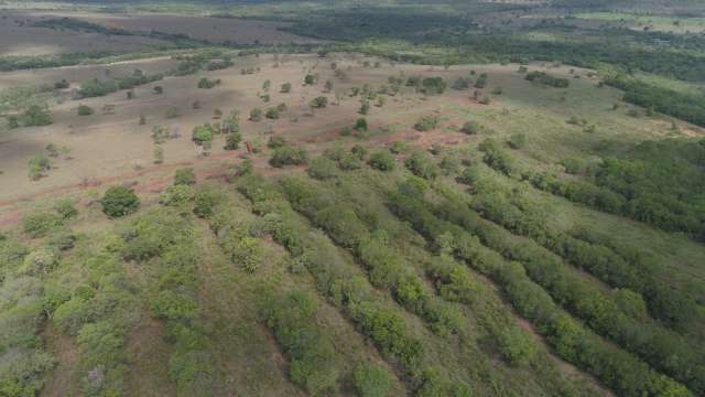Pol&iacute;cia ambiental multa fazendeiro em R$ 42 mil por desmatamento ilegal 