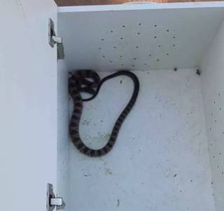 Morador encontra jararaca de 1 metro em varanda nos fundos de casa 