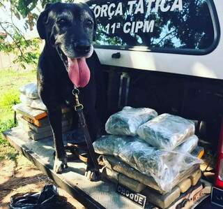 Ap&oacute;s 6 anos, Zulu se aposenta com fama de um dos melhores farejadores da PM