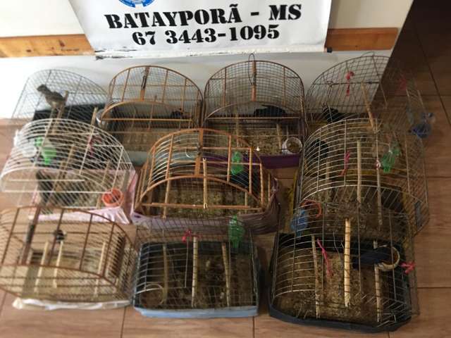 Com 10 aves em cativeiro, uma em extin&ccedil;&atilde;o, idoso &eacute; multado em R$ 9,5 mil 
