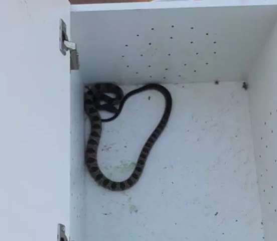 Morador encontra jararaca de 1 metro em varanda nos fundos de casa 