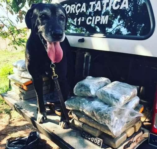 Ap&oacute;s 6 anos, Zulu se aposenta com fama de um dos melhores farejadores da PM