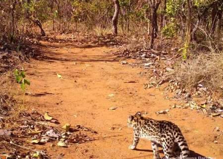 Menor felino do Brasil, animal considerado em extin&ccedil;&atilde;o &eacute; fotografado em MS