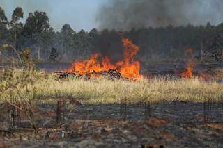 Fogo se concentrou em uma pequena faixa da vegetação às margens da MS-455 (Foto: Marcos Maluf)