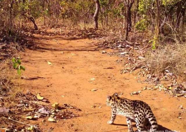 Menor felino do Brasil, animal considerado em extin&ccedil;&atilde;o &eacute; fotografado em MS