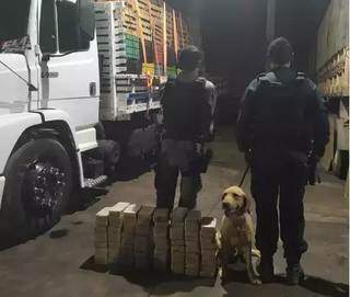 C&atilde;o farejador encontra 79 quilos de pasta-base em meio a carga de frutas