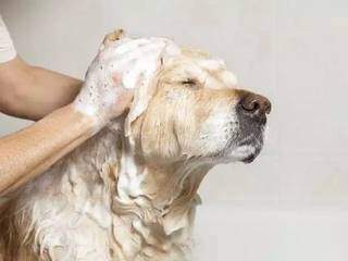 Cão se delicia com banho de espuma (Foto: Campo Grande News/Arquivo)