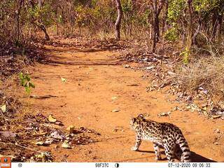 Em 40 anos, felino raro que surpreendeu pesquisadores apareceu s&oacute; 4 vezes em MS