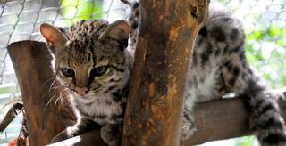 Em 40 anos, felino raro que surpreendeu pesquisadores apareceu s&oacute; 4 vezes em MS