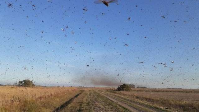 Inverno mais quente pode atrair gafanhotos para MS, alertam pesquisadores